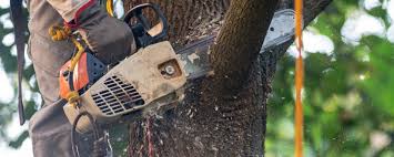  South Whittier, CA Tree Services Pros